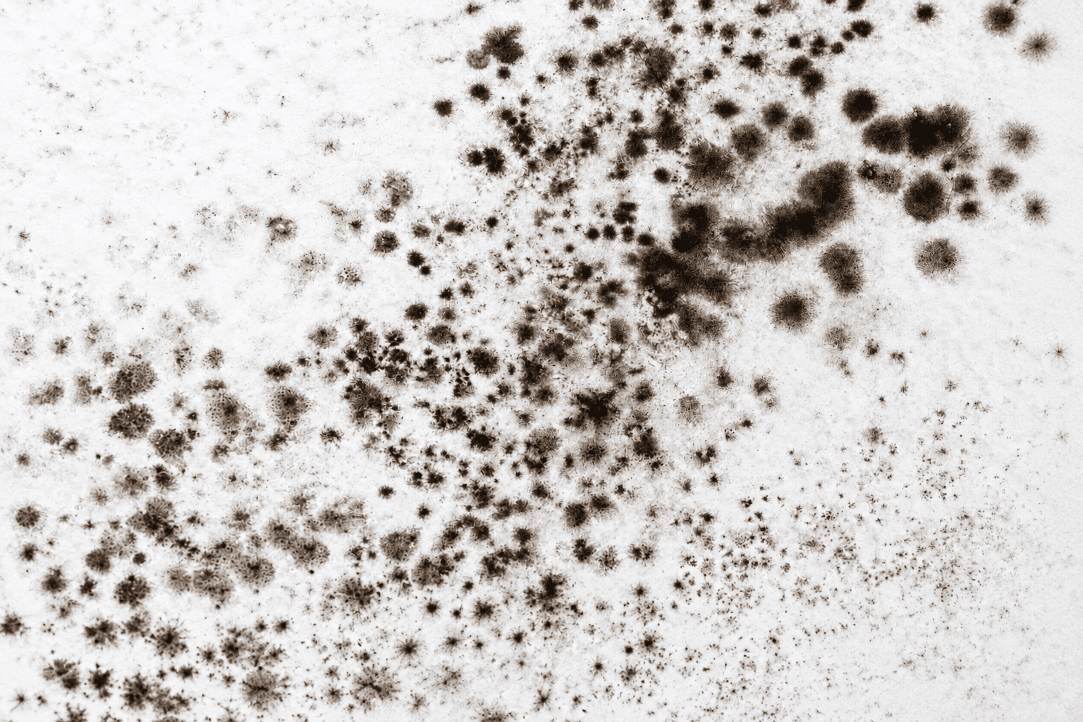 Illustration of black mold growing on an interior wall