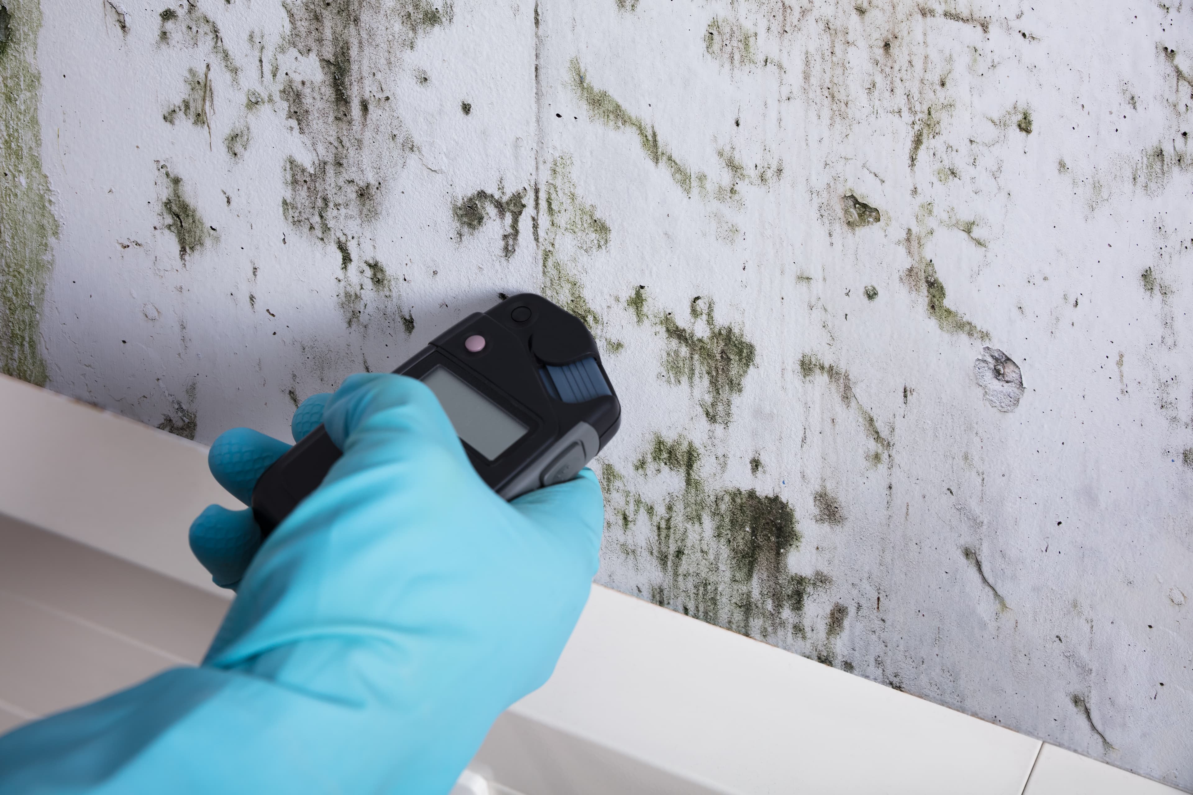 Mold education and homeowner guidance