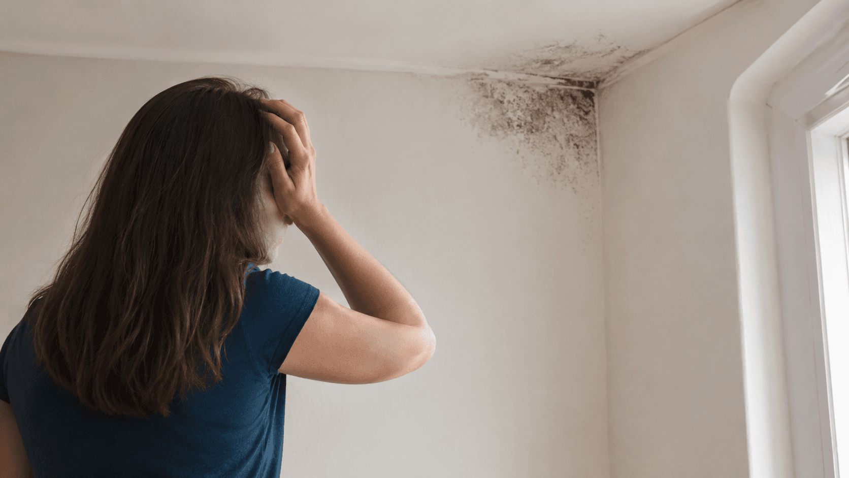 Illustration of a homeowners insurance policy document with a mold-damaged wall