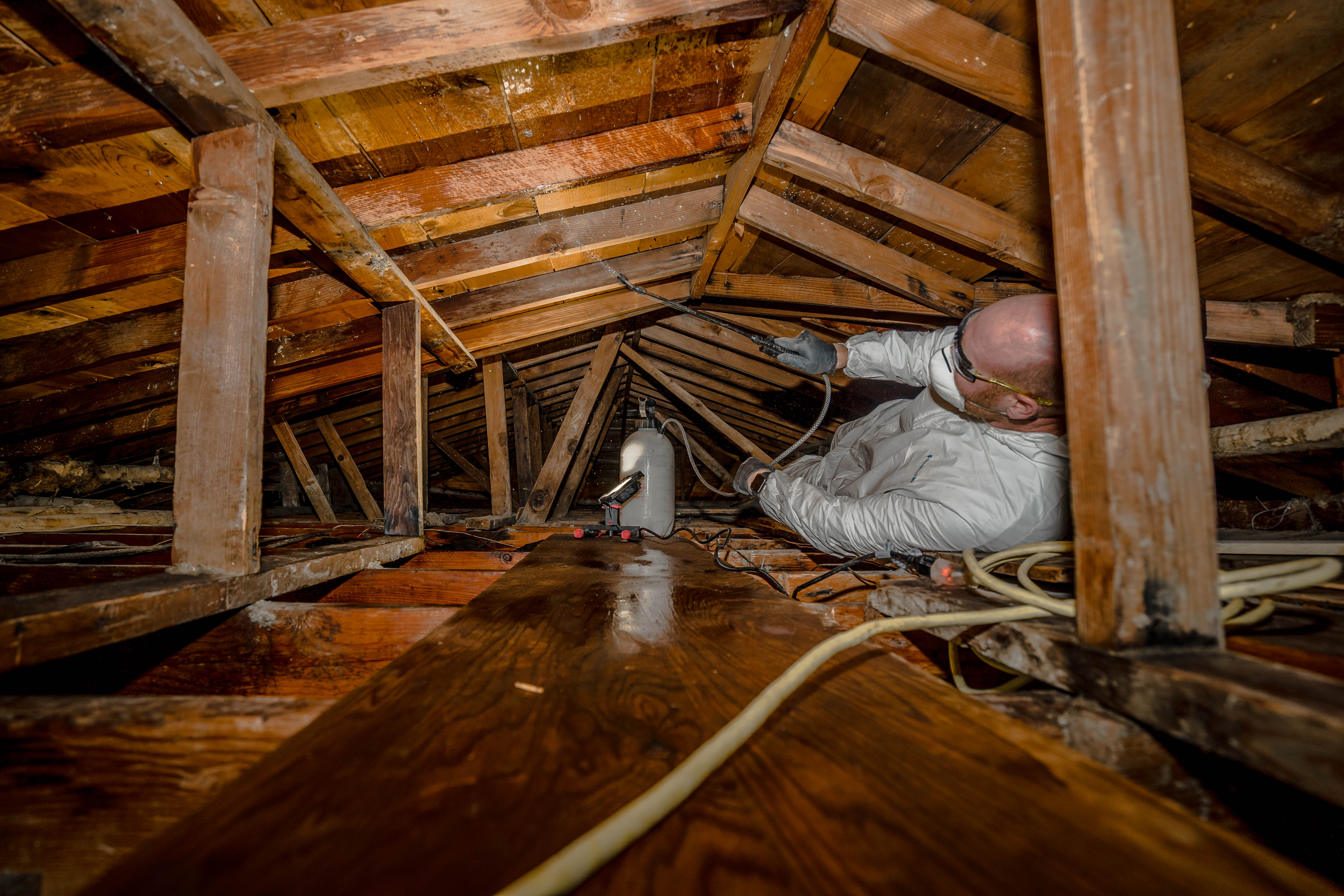 Attic Mold Removal