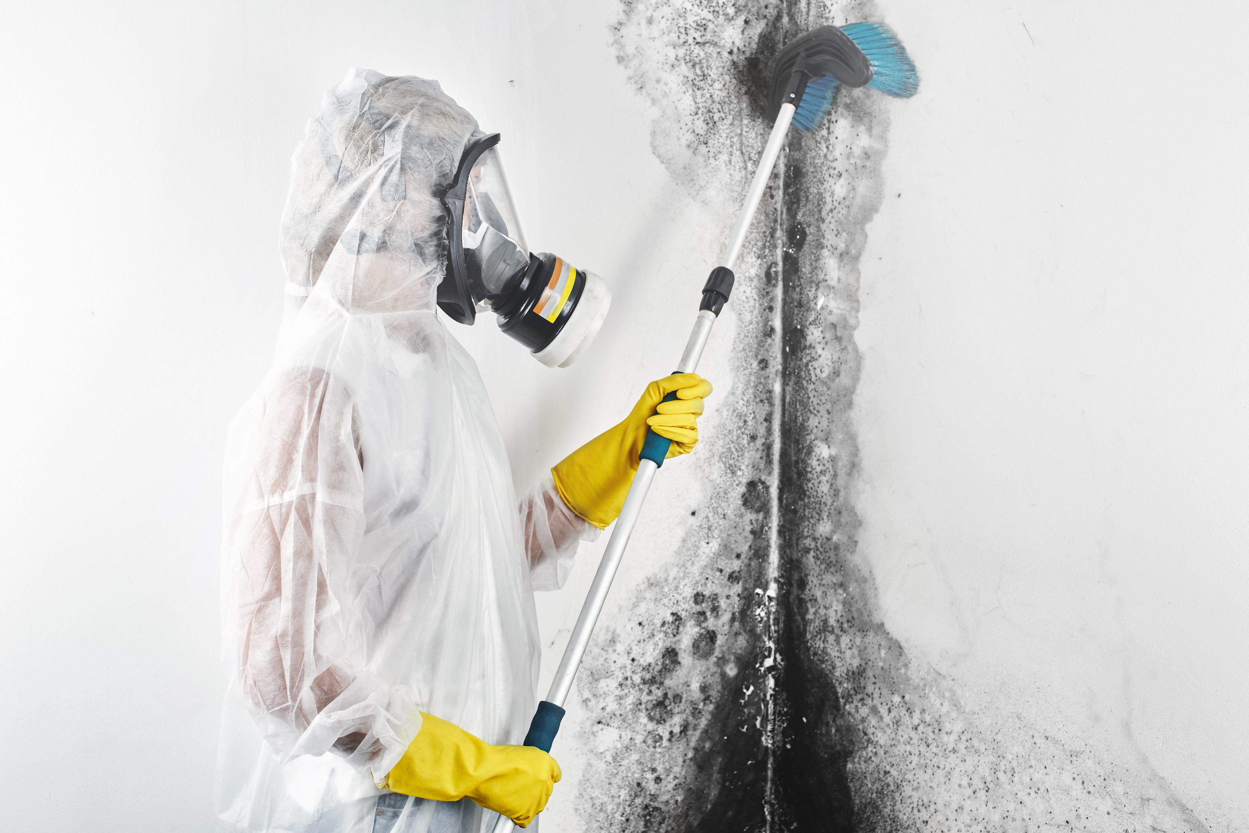 Black Mold Removal